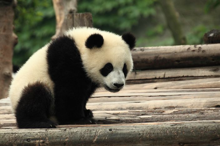 A young giant panda sitting upright on a platform of stripped logs, head turned down and to one side, its black limbs and eye patches sharp against dense green foliage behind.