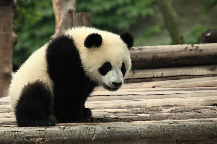 A young giant panda sitting upright on a platform of stripped logs, head turned down and to one side, its black limbs and eye patches sharp against dense green foliage behind.