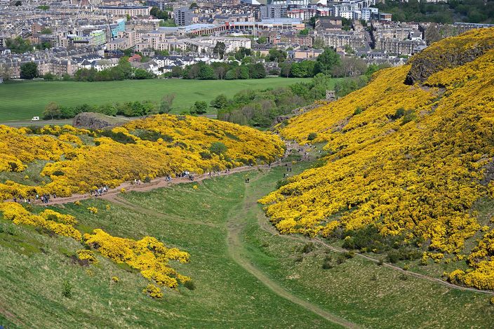 A path running down a green valley between two steep slopes solidly covered in bright yellow gorse in flower, with small groups of walkers strung along the tracks and the grey rooftops of a city behind the ridge.