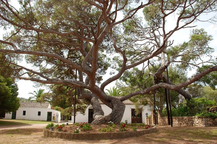 The huge, gnarled umbrella pine Garibaldi planted at his house on Caprera, its branches spreading wide over the white-walled compound buildings, with flowerbeds at its base.