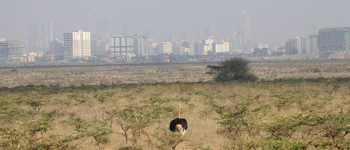 A black-and-white male ostrich standing in thorny acacia savannah, with Nairobi's cluster of high-rise towers on the hazy horizon behind