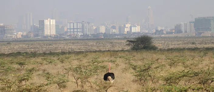 A black-and-white male ostrich standing in thorny acacia savannah, with Nairobi's cluster of high-rise towers on the hazy horizon behind