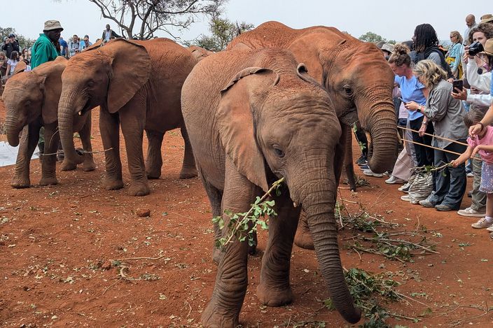 Three young elephants standing on bare red earth pulling at leafy branches, a rope line of adult and child visitors watching from the right and a keeper in a wide hat at the left.