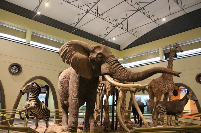 A life-size model elephant with long curved tusks standing in the middle of a museum hall, a giraffe, a zebra and other animal models around it under a high ceiling of dark steel trusses.