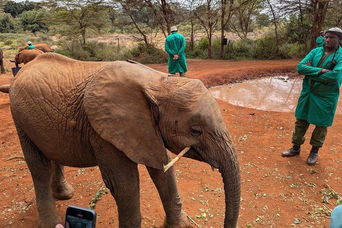 A young elephant chewing a stripped branch on bare red earth, two keepers in green coats standing nearby beside a shallow mud pool, thorn trees behind.