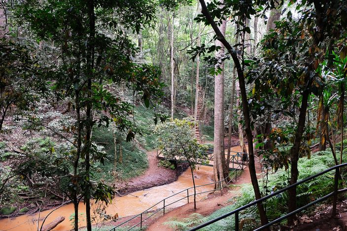 A wooded ravine of tall trees and dense undergrowth with an orange-brown river running along its floor, a metal handrail in the foreground and a wooden staircase descending among the trunks.
