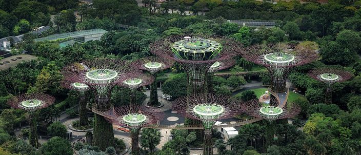 The Supertree Grove at Gardens by the Bay seen from above: a dozen steel trees with planted trunks and flat circular canopies rising out of dense green gardens, walkways threading between them and a raised aerial bridge linking the tallest