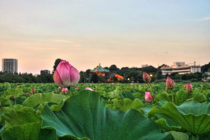 Shinobazu Pond at dusk, its surface completely hidden under a solid field of lotus leaves with pink buds standing above them, and a small hall with an upturned tiled roof on an island in the middle distance beneath a pale pink sky.
