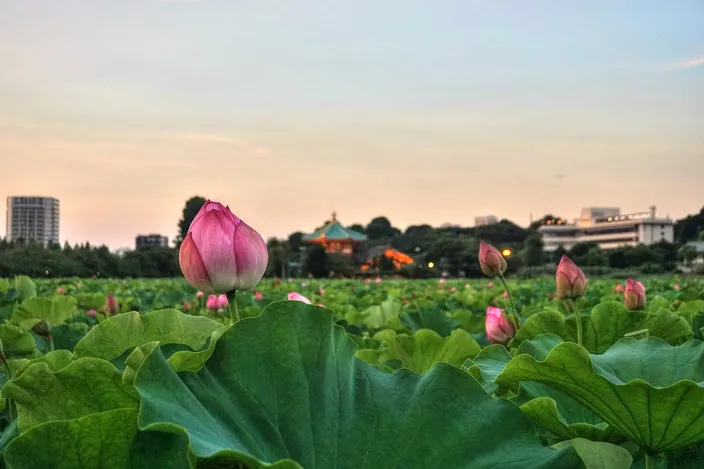 Shinobazu Pond at dusk, its surface completely hidden under a solid field of lotus leaves with pink buds standing above them, and a small hall with an upturned tiled roof on an island in the middle distance beneath a pale pink sky.