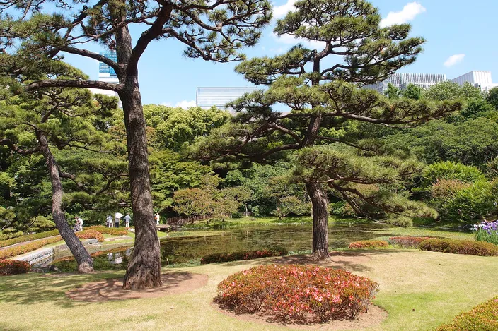 A stroll garden inside the Imperial Palace East Gardens: two broad pines leaning over clipped lawn and a low pond, azaleas in flower along the bank, and the flat tops of office buildings just visible above the trees.