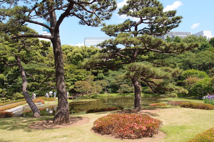 A stroll garden inside the Imperial Palace East Gardens: two broad pines leaning over clipped lawn and a low pond, azaleas in flower along the bank, and the flat tops of office buildings just visible above the trees.