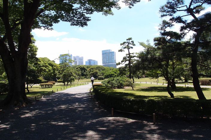 Hamarikyū Gardens: a broad lawn under old black pines, with the glass towers of Shiodome rising directly behind the trees