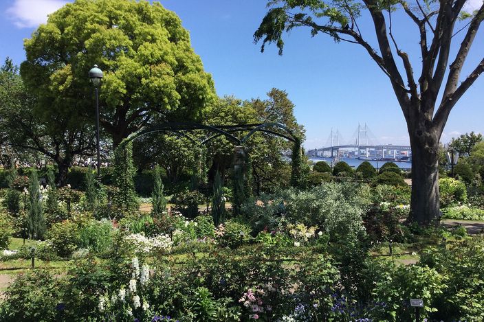 A formal rose garden in full bloom with a metal pergola and two large trees, and beyond the low hedge at the back the towers and cables of a long suspension bridge crossing open water under a blue sky.